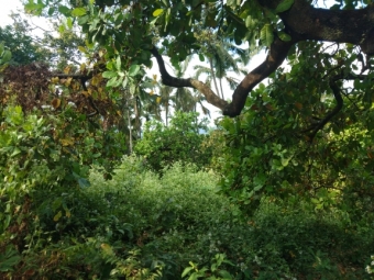 Residential Plot for Sale in Velha Goa, Goa